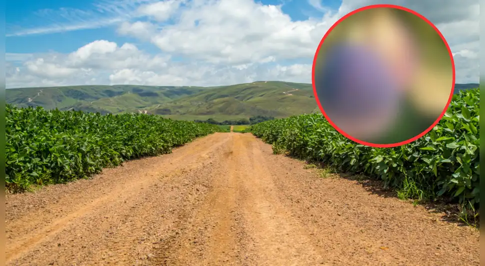 No es la manzana: esta es la fruta más antigua del mundo y se cultiva solo en 4 de países de Sudamérica No es la manzana: esta es la fruta más antigua del mundo y se cultiva solo en 4 de países de Sudamérica