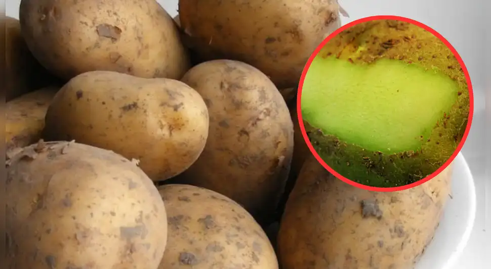 Esta es la razón por la que debes evitar consumir las papas con manchas verdes Esta es la razón por la que debes evitar consumir las papas con manchas verdes