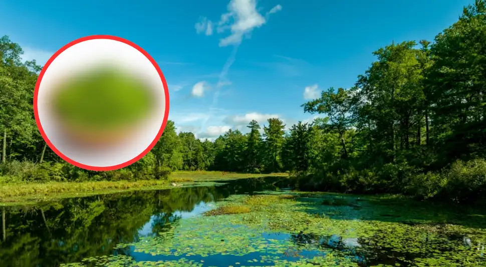 La fruta más pequeña del mundo mide menos de 1 milímetro y crece en Latinoamérica