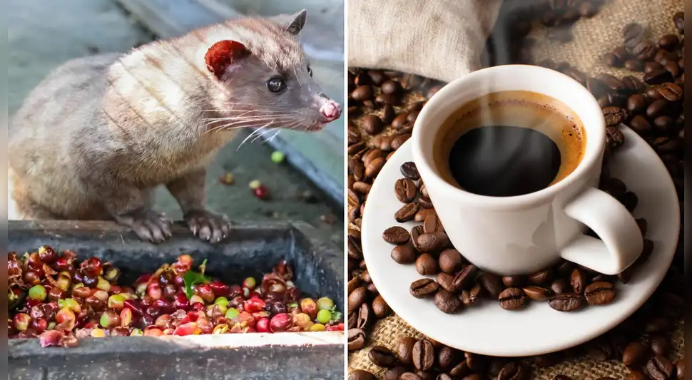 El café más caro del mundo proviene literalmente de las heces de un animal