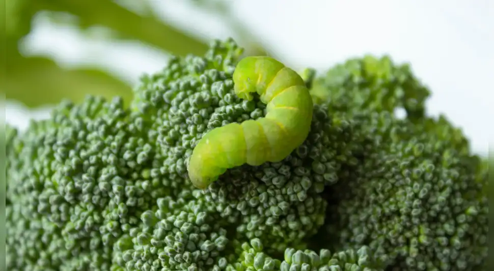Gusanos en el Brócoli: Esta es la mejor forma de de eliminarlos Gusanos en el Brócoli: Esta es la mejor forma de de eliminarlos