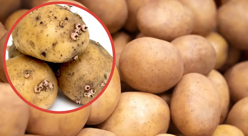 ¿Cómo guardar las papas y evitar que les salgan raíces? ¿Cómo guardar las papas y evitar que les salgan raíces?