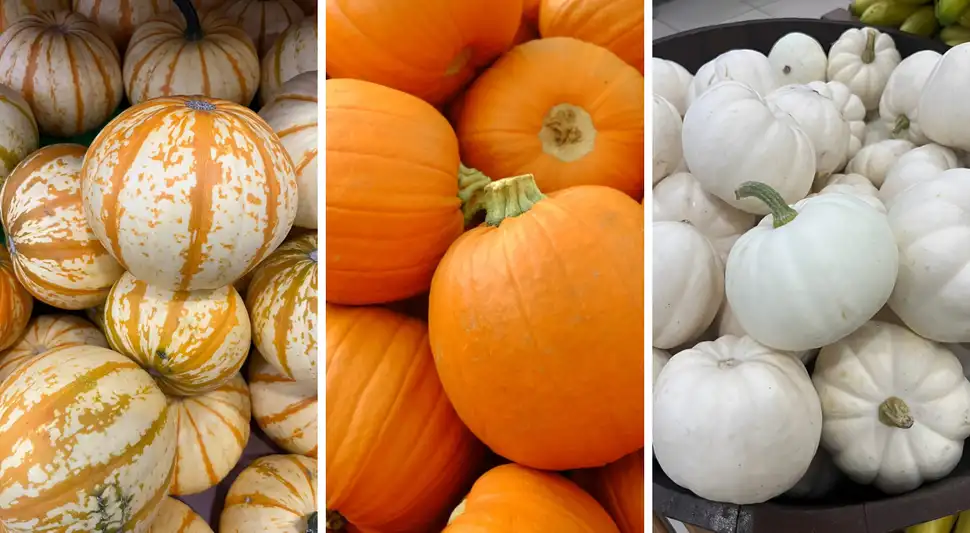 Descubre los 3 nuevos tipos de calabaza en Perú Descubre los 3 nuevos tipos de calabaza en Perú