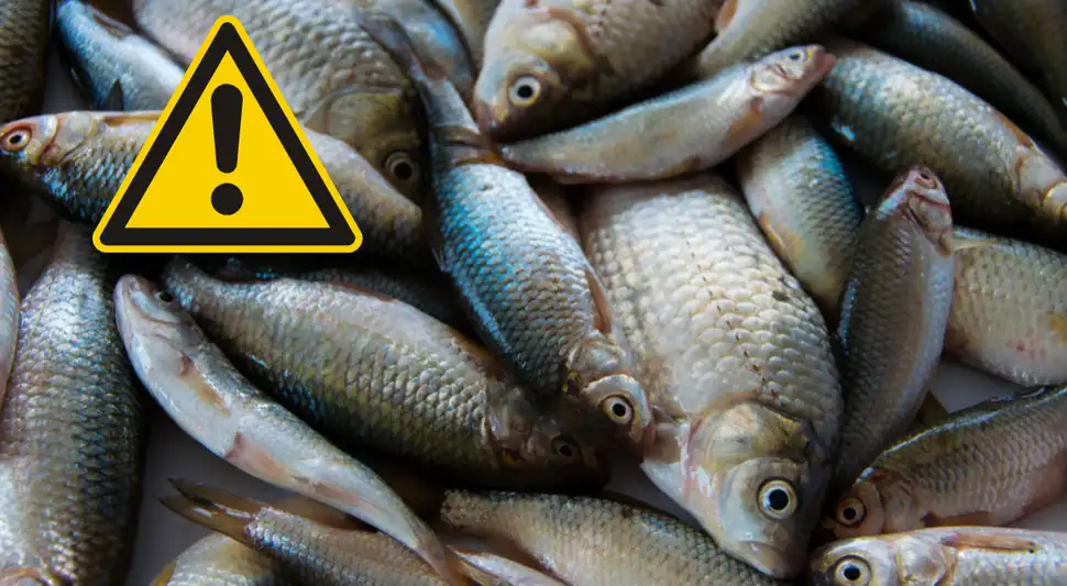 Este es uno de los pescados más consumidos, pero tiene MERCURIO Este es uno de los pescados más consumidos, pero tiene MERCURIO