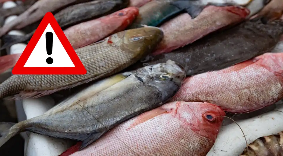 ¡Cuidado! Estos son los pescados con más mercurio ¡Cuidado! Estos son los pescados con más mercurio