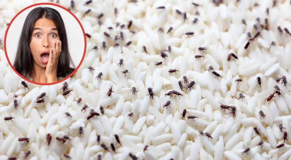 Cómo eliminar los gorgojos de los alimentos Cómo eliminar los gorgojos de los alimentos