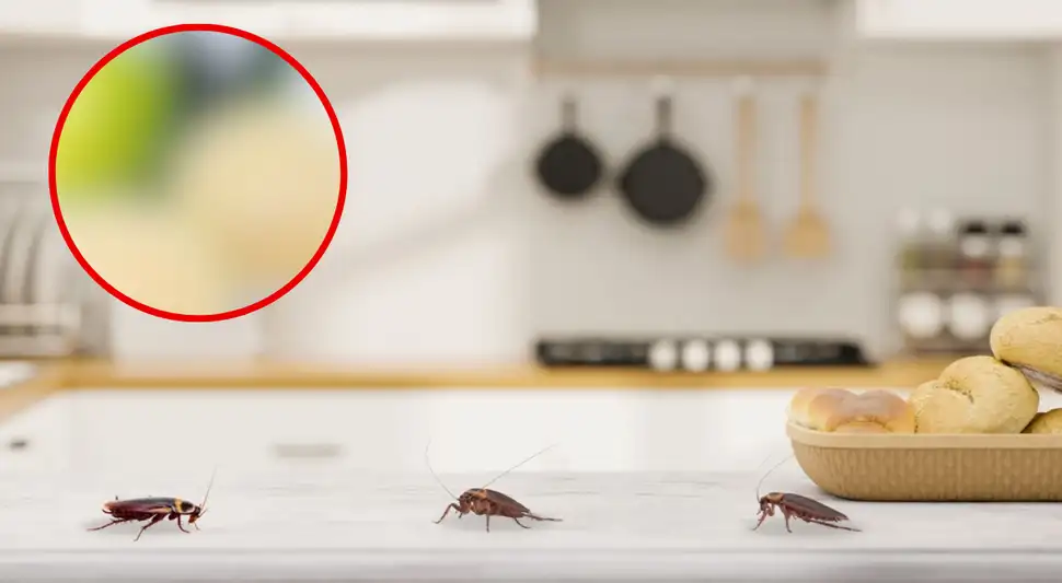 Esta herramienta natural la podrás encontrar en la cocina y utilizarla para combatir a estos insectos. Foto: Composición Buenazo / Shutterstock Esta herramienta natural la podrás encontrar en la cocina y utilizarla para combatir a estos insectos. Foto: Composición Buenazo / Shutterstock