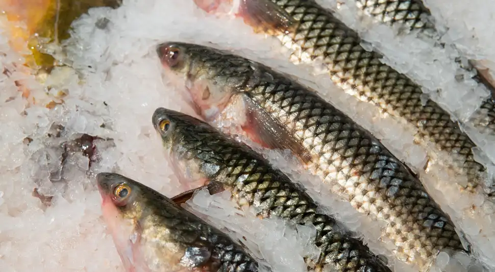 Conoce los pescados que contienen mayor porcentaje de omega - 3, ácido graso importante para fortalecer el sistema inmunológico. Foto: Buenazo / Shutterstock