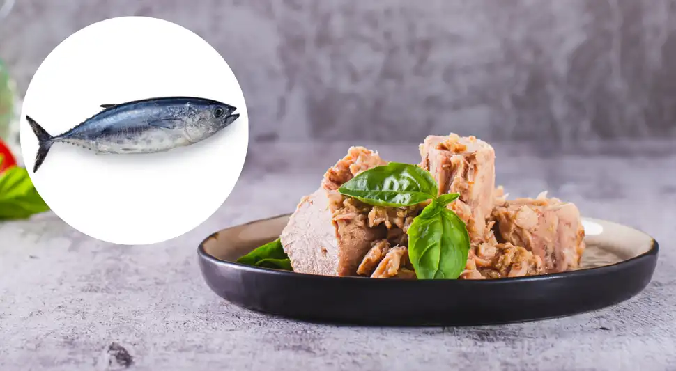 El consumo moderado de atún contribuye al correcto funcionamiento de diversos órganos, uno de ellos es el corazón. Foto: Buenazo / Shutterstock El consumo moderado de atún contribuye al correcto funcionamiento de diversos órganos, uno de ellos es el corazón. Foto: Buenazo / Shutterstock