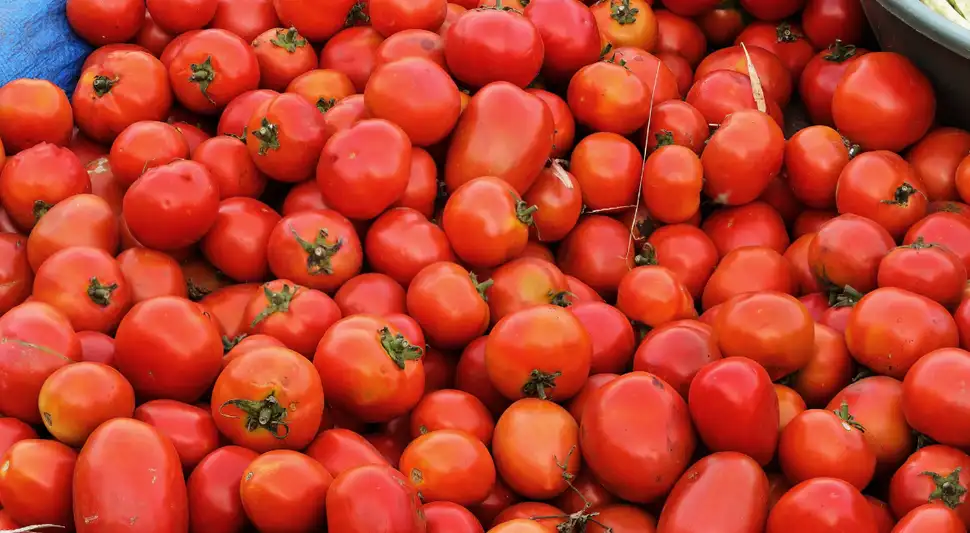 El mejor lugar para guardar el tomate ayudará a prolongar su frescura. Foto: Buenazo / Shutterstock