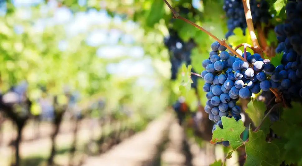 Cultivadas en viñas, las uvas son apreciadas por ser la fruta que produce el vino. Fuente: Pexels.