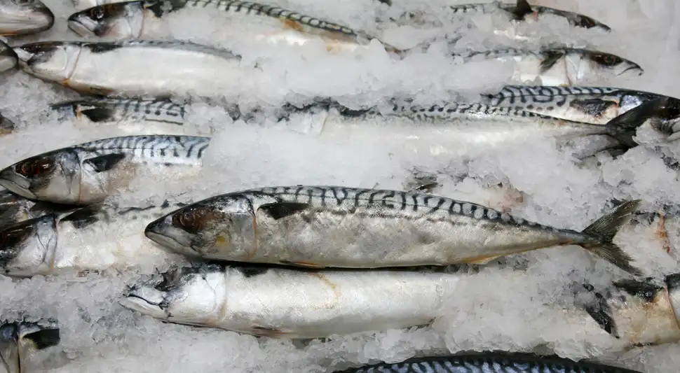 Evita el consumo de estos peces con mercurio en Semana Santa. Foto: Buenazo / Shutterstock