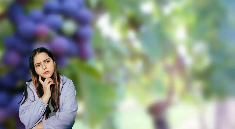 Un nuevo compuesto natural, flavan-3-oles, descubierto en el Reino Unido, podría mejorar la presión arterial y la salud vascular.