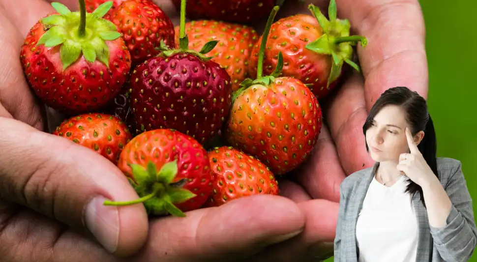 El invierno incrementa el consumo de fresas, pero su fragilidad puede desanimar a los compradores.