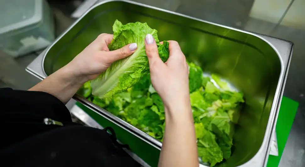 Consumir la lechuga mal lavada ocasiona daños graves a la salud. Foto: Buenazo / Shutterstock