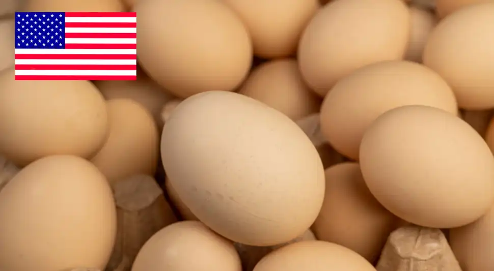 En más de 5 estados fueron distribuidos los huevos contaminados. Foto: Buenazo / Shutterstock En más de 5 estados fueron distribuidos los huevos contaminados. Foto: Buenazo / Shutterstock