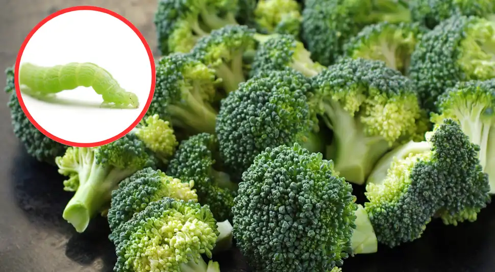 Truco casero para eliminar las lombrices del brócoli. Foto: Buenazo / Shutterstock
