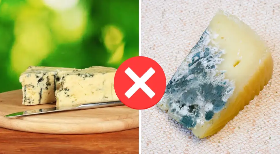 Moho en el queso cremoso Moho en el queso cremoso
