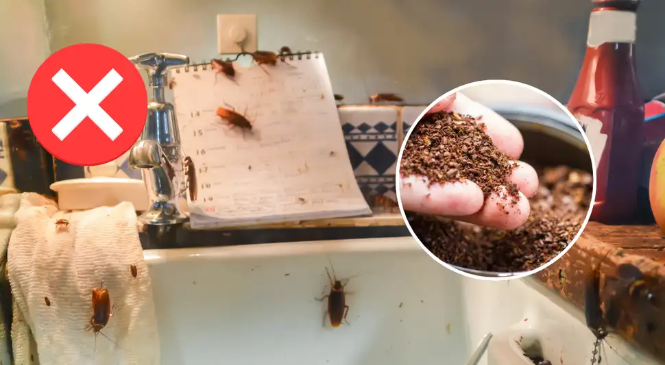 cucarachas cucarachas