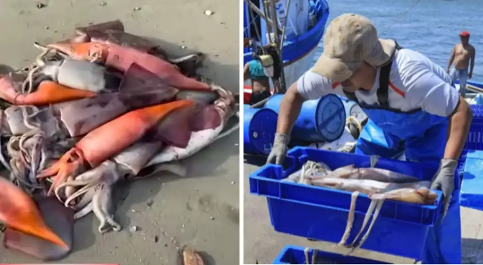 Pota invade las playas de Lima