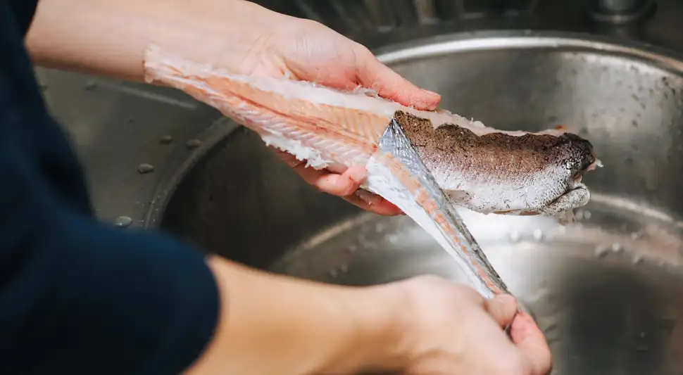 ¡Cuidado con el pescado más venenoso del mundo!
