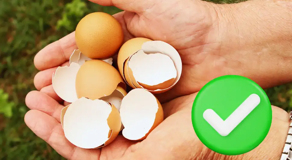 Cáscaras de huevo