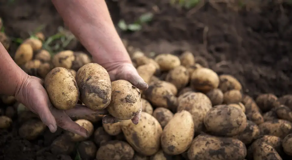 Científicos revelan que la papa moderna evolucionó a partir de un tomate silvestre. Científicos revelan que la papa moderna evolucionó a partir de un tomate silvestre.