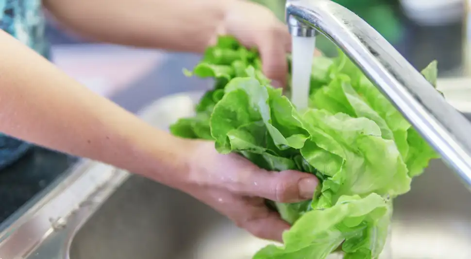 La forma correcta de lavar la lechuga para evitar enfermedades. La forma correcta de lavar la lechuga para evitar enfermedades.