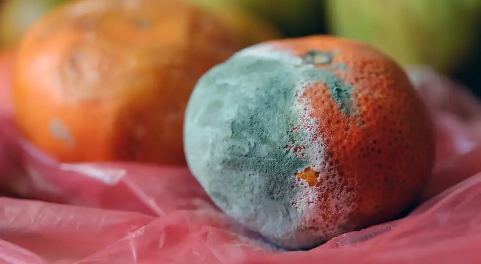 Evita la fruta con moho del refrigerador. Evita la fruta con moho del refrigerador.