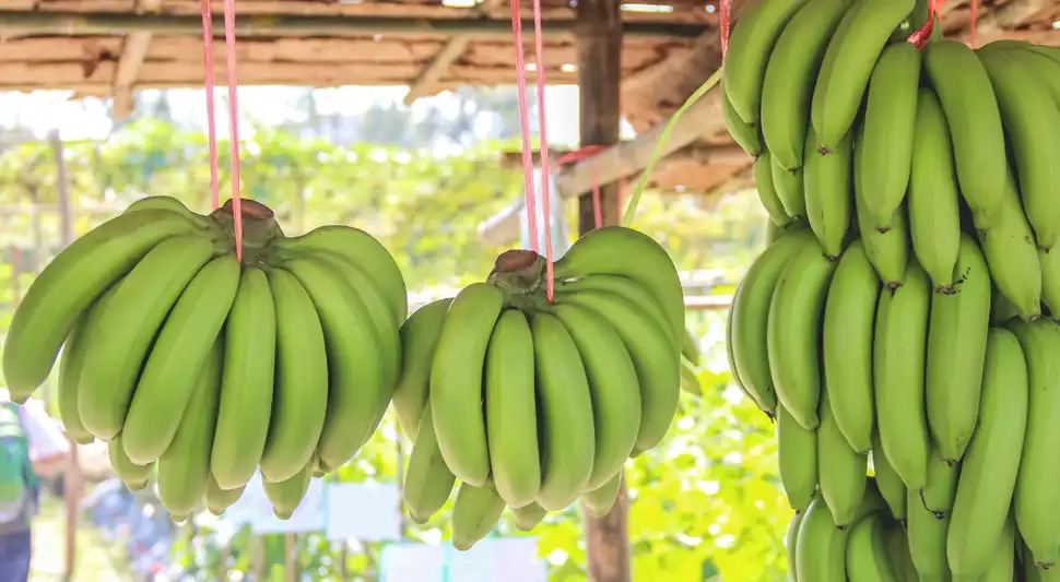 Los beneficios del plátano verde.