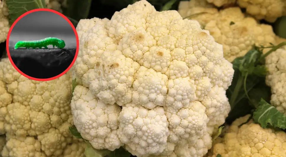 La forma correcta de lavar la coliflor para eliminar las lombrices.