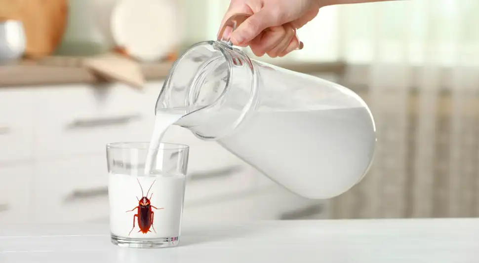 "Leche de cucaracha" , el superalimento del futuro.