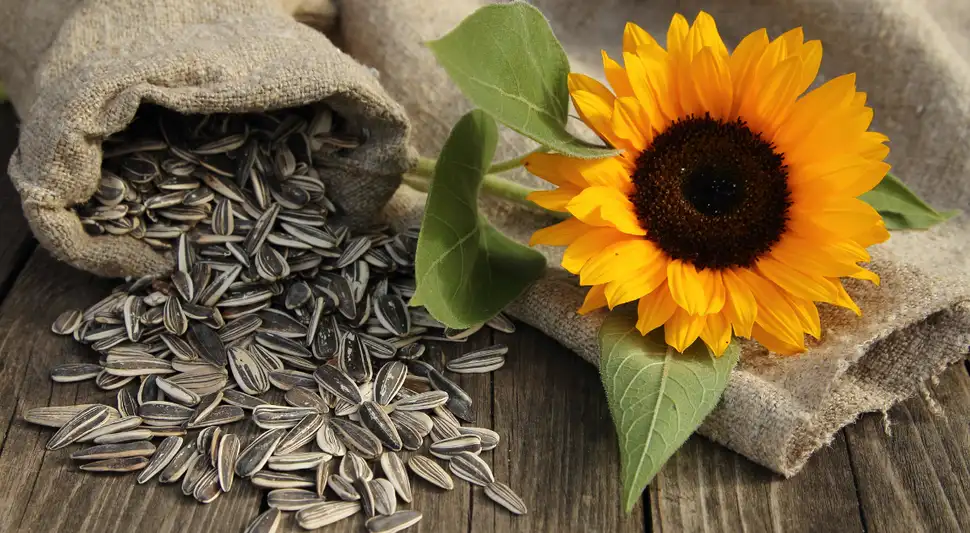 Un puñado de semillas de girasol al día puede marcar la diferencia en tu salud. Un puñado de semillas de girasol al día puede marcar la diferencia en tu salud.