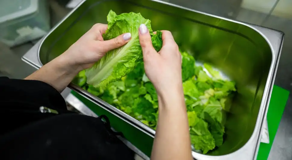 Un chef logró que su lechuga permaneciera fresca más de sesenta días. Fuente: Shutterstock.