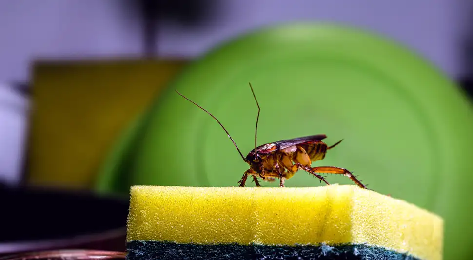 Esta fruta ahuyenta las cucarachas de tu cocina.