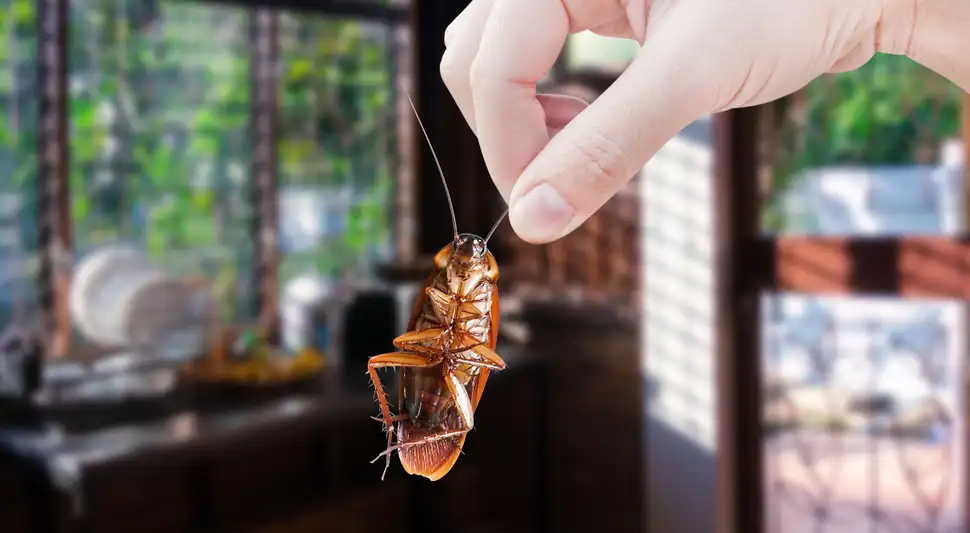 Cucarachas en la cocina Cucarachas en la cocina