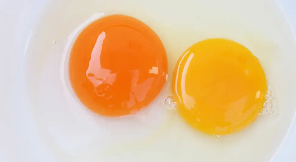 Color de la yema de huevo