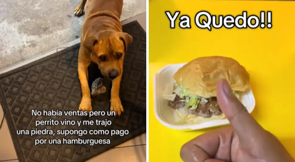 Perro paga con piedras por una hamburguesa a trabajador de puesto de comida Perro paga con piedras por una hamburguesa a trabajador de puesto de comida
