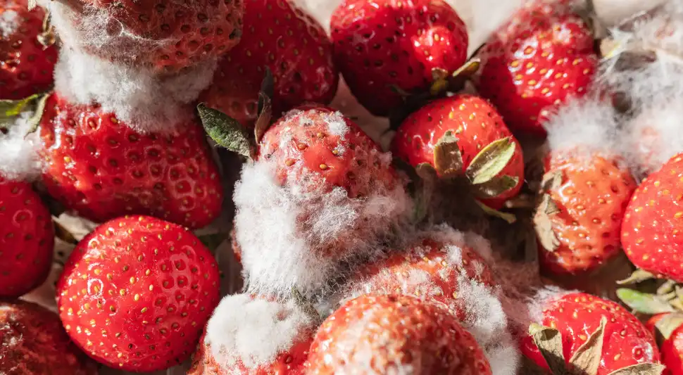 El truco para mantener las fresas frescas por más de 10 días.