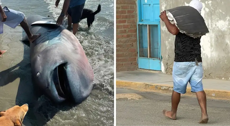 Tiburón megaboca encontrado en Piura.