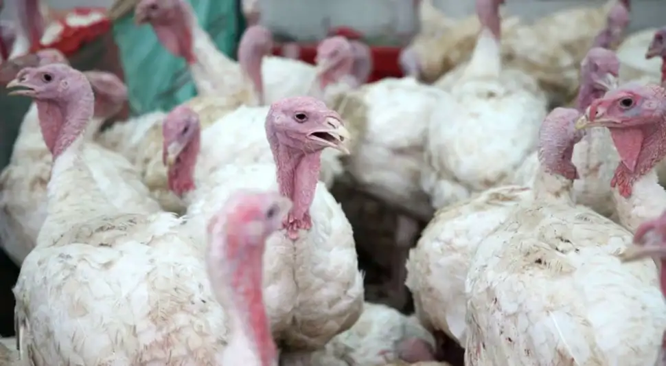 Este 2025 se elevaría el consumo de pavo en 4.5%. Este 2025 se elevaría el consumo de pavo en 4.5%.