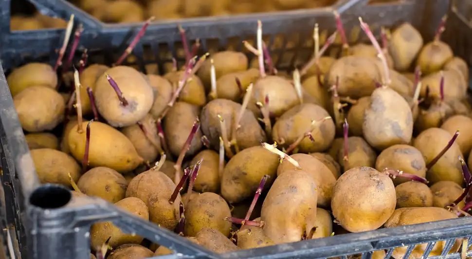 Las papas con brotes pueden ser consumidas si se encuentran firmes y solo tienen pequeños brotes en su superficie. Retira los brotes antes de cocinar. Foto: Envato