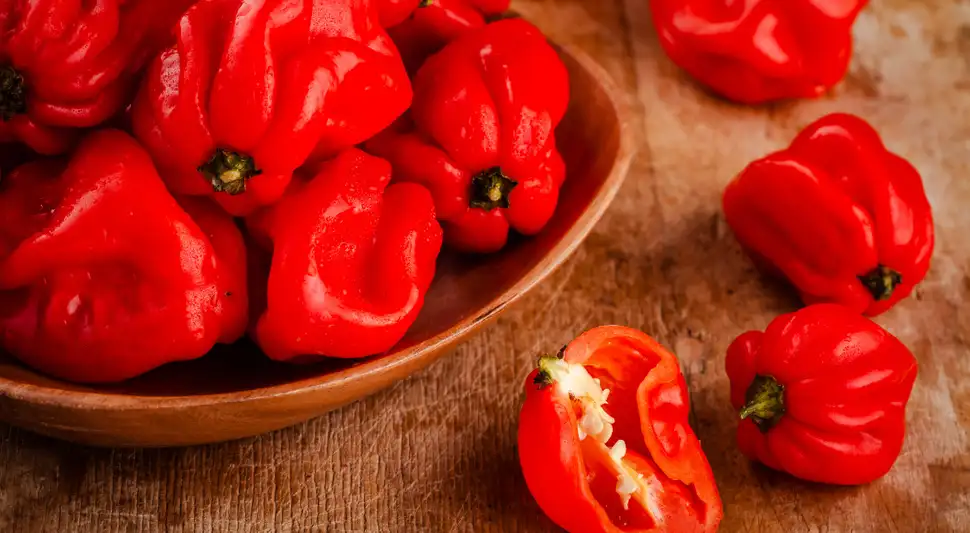 Identificar el picor del rocoto es sencillo. El secreto está en observar las venas y semillas.