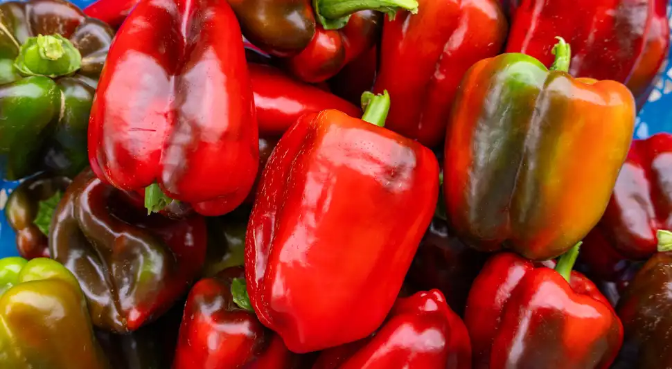 Desmitificar el mito de los pimientos macho y hembra revela que su forma no determina el sabor. Factores como maduración, variedad y cultivo son clave para sus características. Foto: Envato Desmitificar el mito de los pimientos macho y hembra revela que su forma no determina el sabor. Factores como maduración, variedad y cultivo son clave para sus características. Foto: Envato
