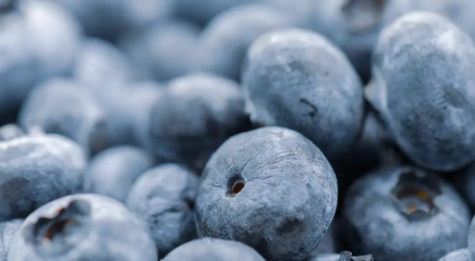 La capa blanca en los arándanos, conocida como pruina, es una protección natural que conserva la fruta. Foto: Envato La capa blanca en los arándanos, conocida como pruina, es una protección natural que conserva la fruta. Foto: Envato