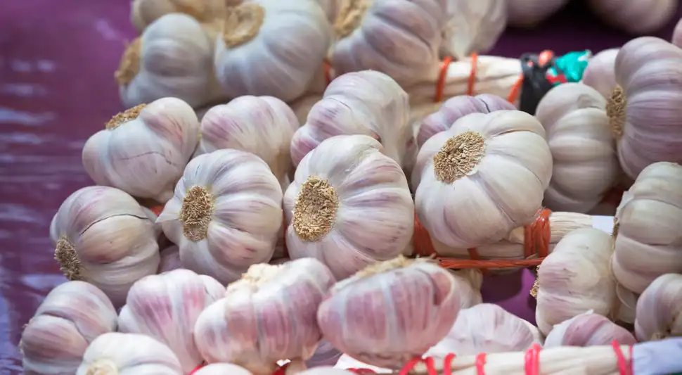 El ajo, rico en vitaminas y minerales, contiene alrededor de 200 compuestos bioactivos que favorecen la salud digestiva y cardiovascular, y ayudan a fortalecer el sistema inmunitario. Foto: Envato