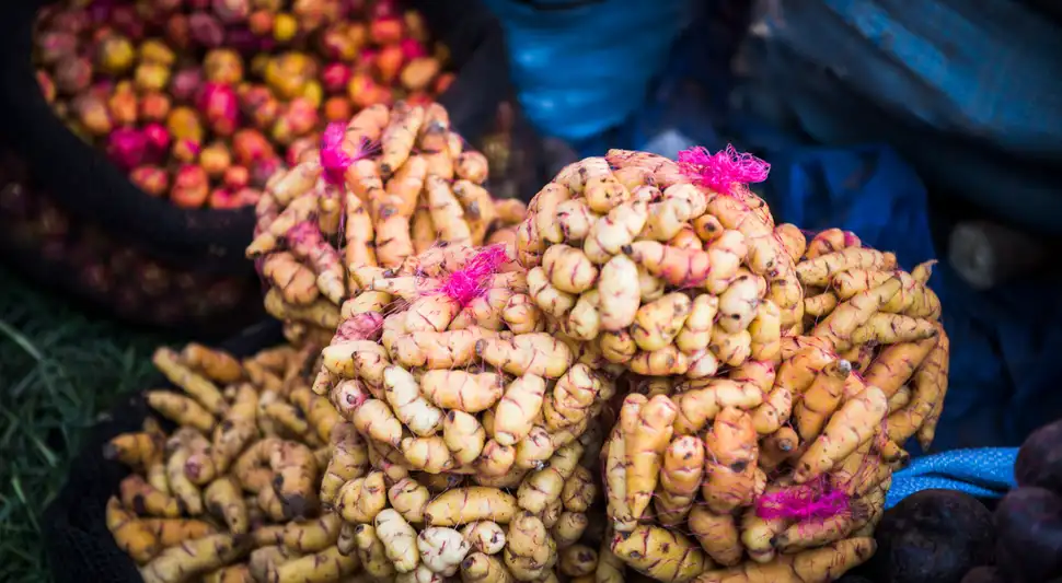 Las variedades de olluco pueden tener distintos colores; revisa también su textura, aspecto y olor para saber si están en buen estado. Foto: Envato Las variedades de olluco pueden tener distintos colores; revisa también su textura, aspecto y olor para saber si están en buen estado. Foto: Envato